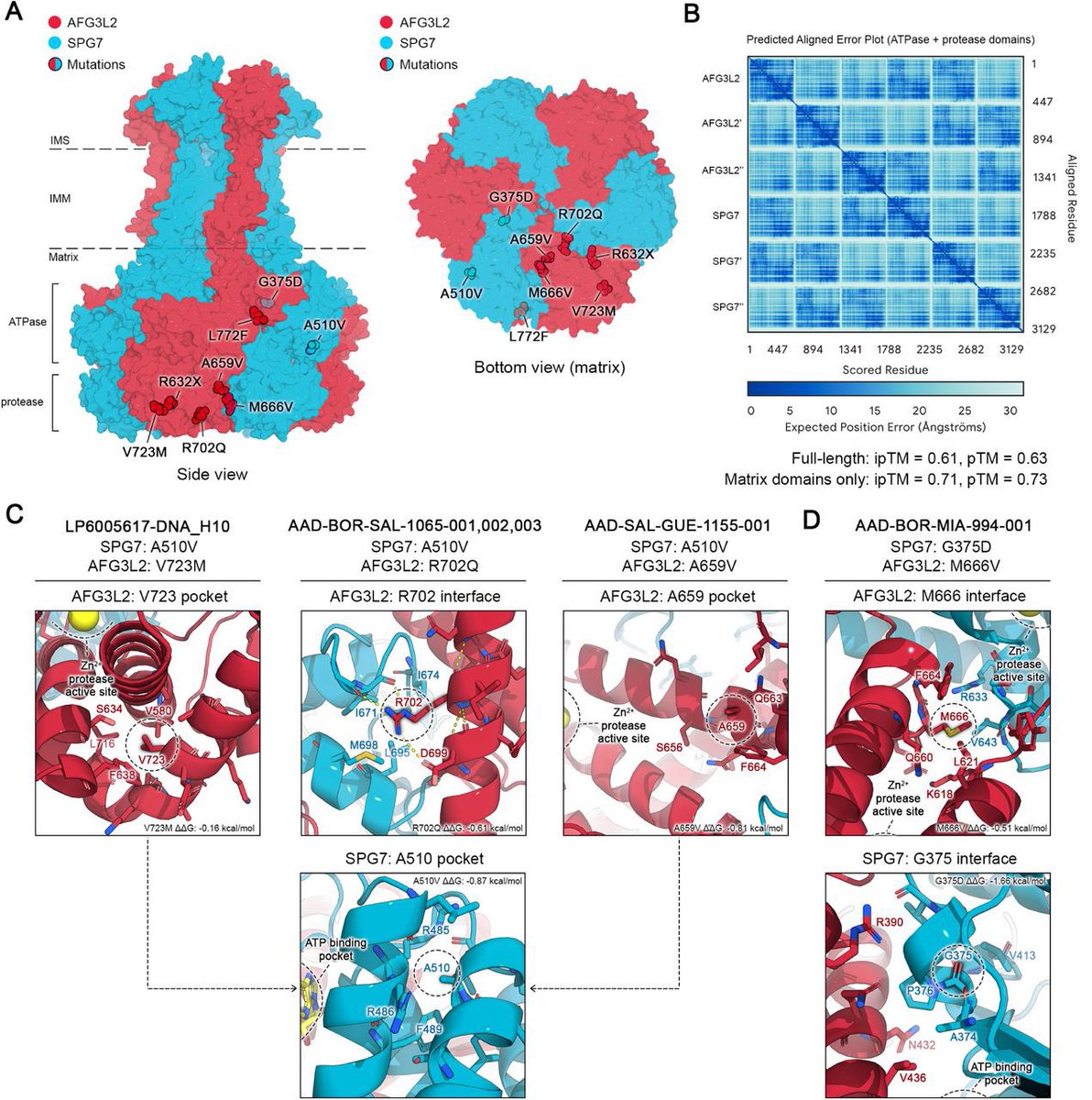 FranMartinezGr's tweet image. Digenic inheritance of mutations in SPG7 and AFG3L2 causes motor neuron and cerebellar disorders #RareDisease #Genetics medrxiv.org/content/10.110…