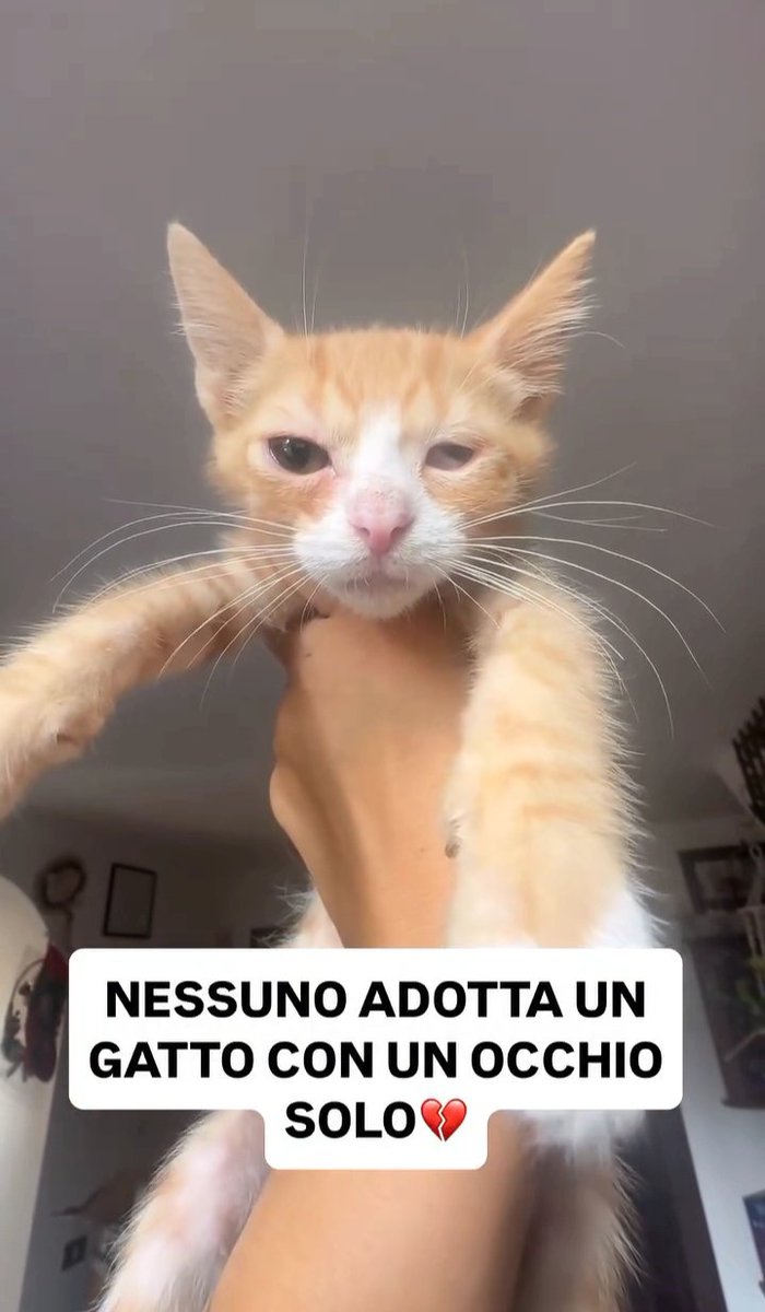 marcob0873's tweet image. 😻💓😻💓😻💓😻💓😻💓😻
AIUTIAMO I DOLCISSIMO OMBRA A REALIZZARE IL SUO SOGNO DI TROVARE UNA FAMIGLIA 
CONDIVIDIAMO TUTTI 
🐾💫🐾💫🐾💫🐾💫🐾💫🐾