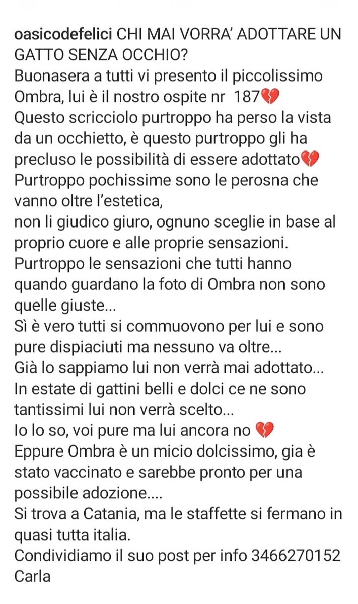 marcob0873's tweet image. 😻💓😻💓😻💓😻💓😻💓😻
AIUTIAMO I DOLCISSIMO OMBRA A REALIZZARE IL SUO SOGNO DI TROVARE UNA FAMIGLIA 
CONDIVIDIAMO TUTTI 
🐾💫🐾💫🐾💫🐾💫🐾💫🐾