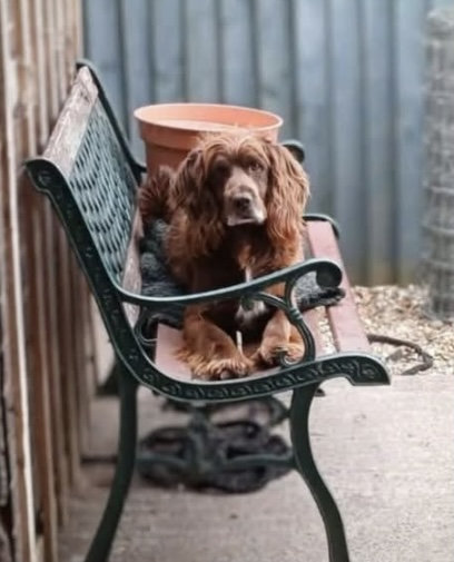 millypod1's tweet photo. π14 JULY 2025 #Lost Sam #ScanMe
Brown /White Sprocker Male
#Morda/#Oswestry #Shropshire #SY10
Nervous but friendly Missing early hours of this morning (14th July)
https://t.co/ATcUDjRQRz https://t.co/2b4lhakxrX