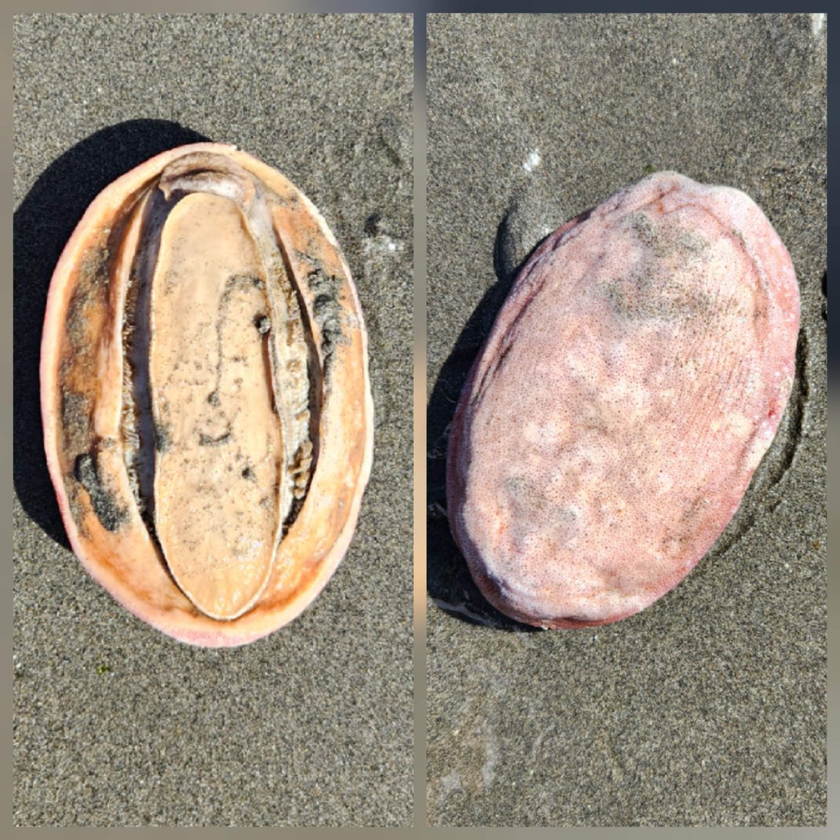 AntonSArkhipov's tweet image. Does anyone know what this is? Some kind of a gastropod? Found it at a beach on Puget Sound (the photo shows views from the top and from the bottom).