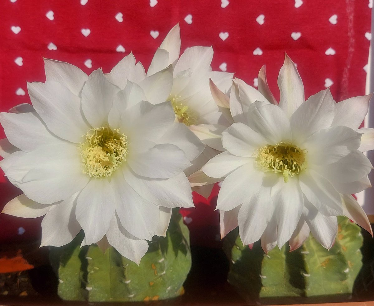 Maria Lea tweet media