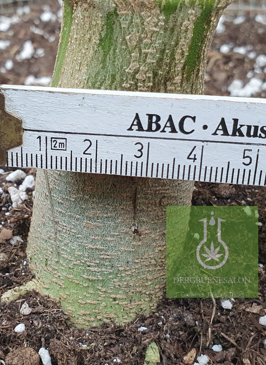 Tag 93 für Slurricane vin <a href="/GanjaFarmerSeed/">Ganja Farmer Seedbank</a> und noch dazu ein ganz besonderer!
Heute war es soweit die Gute hat die 2 Meter geknackt! Ganz knapp aber geknackt sie ist heute ca 200,2 cm groß bei einem Stammdurchmesser von 4 cm!