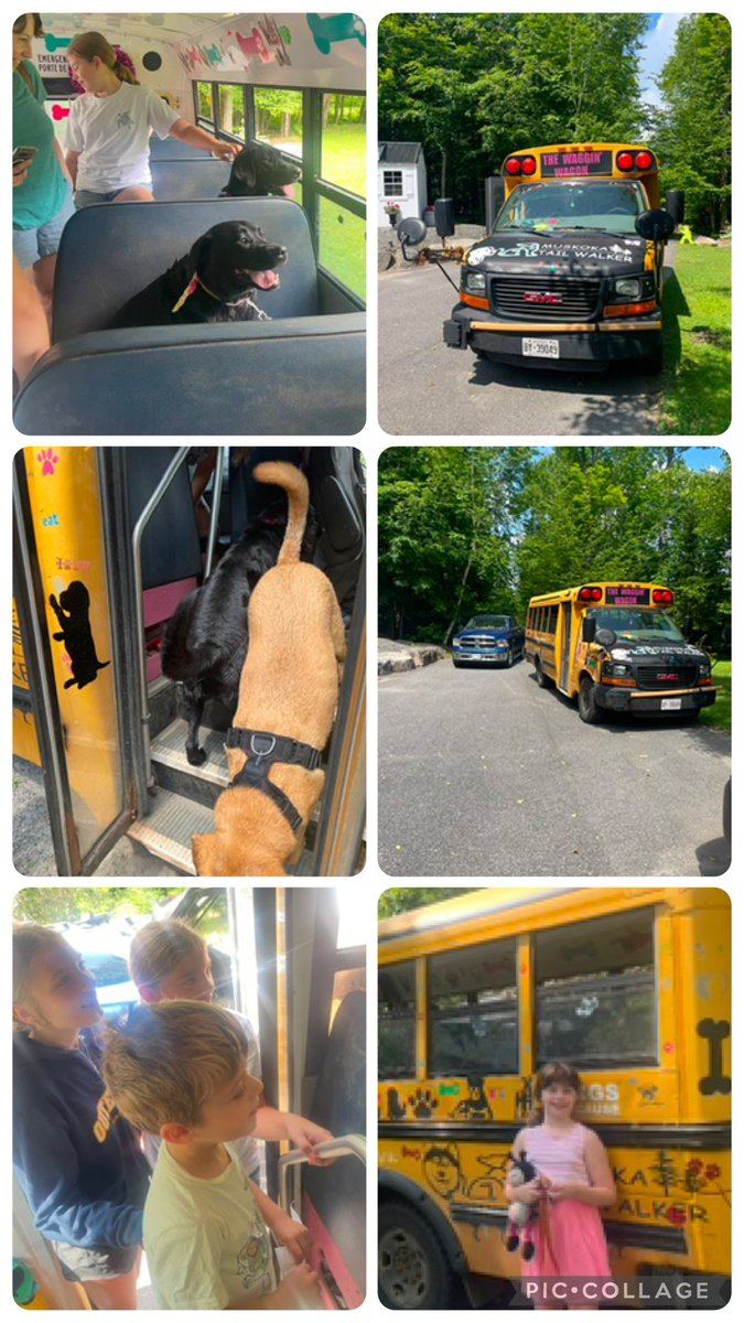LisaMcilmoyle1's tweet photo. When the DOGGY BUS 🚌 shows up for family weekend! 🎉Thank you so much Michelle Smith @MuskokaTailWalkers for the ride & hike!! Betty, Charlie Rosebud, Allie, Burleigh & Bert had so much fun & were doggone pooched!! 😴 🐶 @Muskoka411 #dogbus #celebrationofdogs #joyology https://t.co/dQ5kQrOSRi