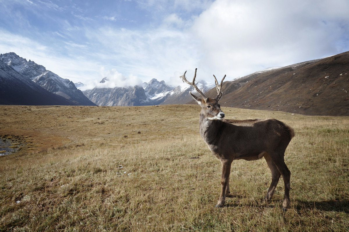 MSUnews's tweet image. .@MSUNatSci's Mariah Meek, an expert in sensitive ecosystems, explains what expanding the amount of land available for drilling in Alaska's National Petroleum Reserve could mean for arctic wildlife, Indigenous communities and the environment. msutoday.msu.edu/news/2025/ate-…