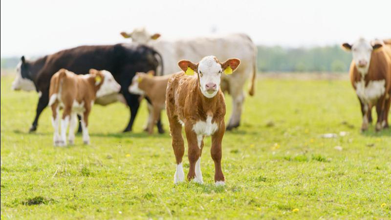 Tips on how to keep livestock safe dlvr.it/TLw2Jj