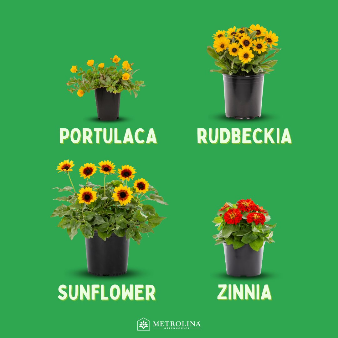 It's hot down here in the South and your gardens know it! Not to worry, we have plenty or plant options that will beat the heat. ☀
Make sure to check out Coreopsis, Echinacea, Gaillardia, Lantana, Portulaca, Rudbeckia, Sunflower and Zinnia.
Some watering still required. 💦