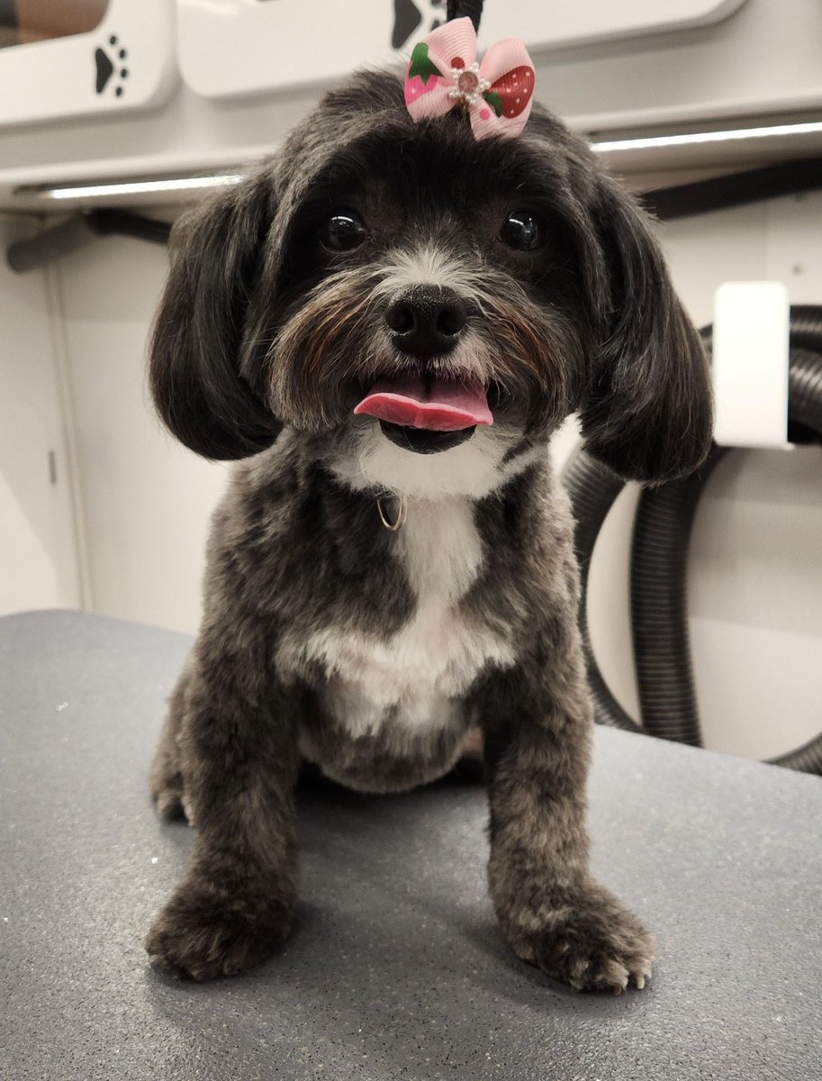 Spa day wif da groomer lady. Dat means me smells like candy and a strawberry bow is on me lil’ head. 🧼🛁🫧✂️🎀🍓
Pfft. Outrage. 
At least me will feels a bit cooler in da summer sizzlin heat. ☀️
#dogsofX #Xdogs