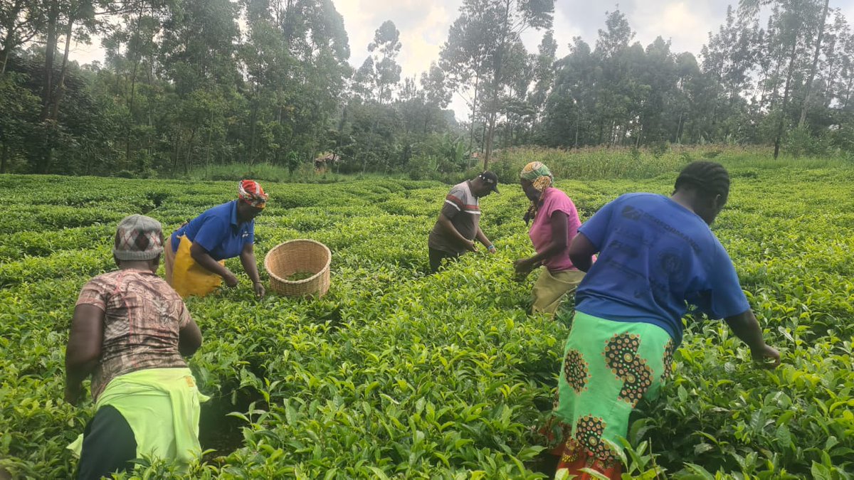 IndimuliMedia's tweet image. Earlier on today when @indimuli_kahi, OGW joined his team in plucking tea as one way of encouraging Agribusiness.

#KAHIkuINDIMULI
#MunduWaVandu