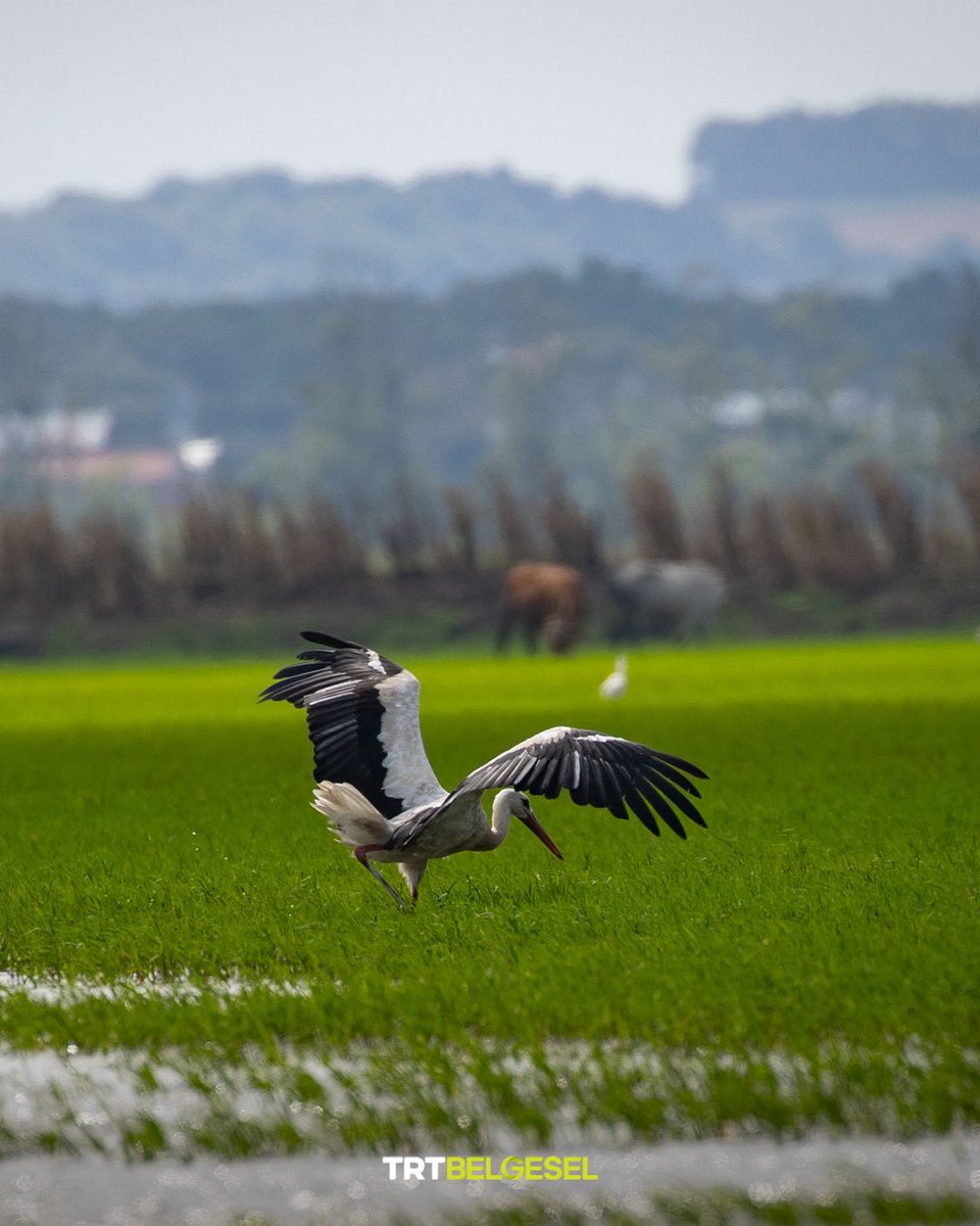 Kızılırmak Deltası Kuş Cenneti'ne yeşilin en güzel tonları hakim 💚
Samsun'da bulunan ve 365 kuş türüne ev sahipliği yapan Kızılırmak Deltası Kuş Cenneti, barındırdığı canlı türleriyle Türkiye'nin önemli doğal sistemlerinden birini oluşturuyor. 2016 yılında UNESCO Dünya Mirası