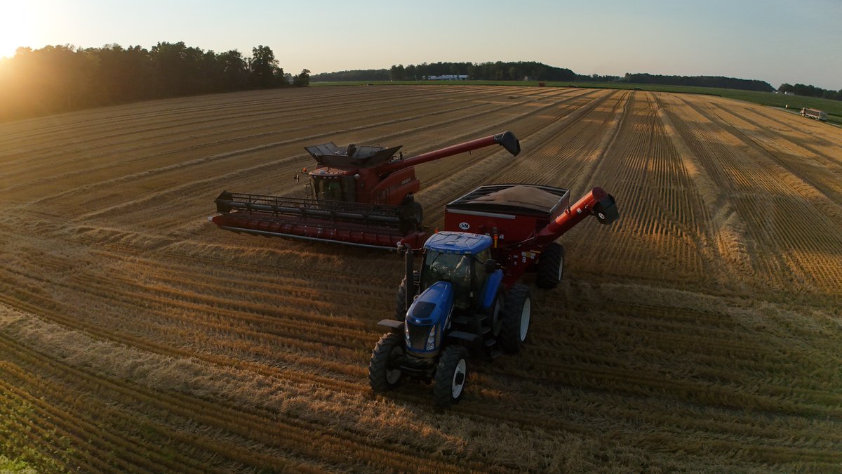 seedgenetics's tweet image. Fantastic shots of AGI 114 wheat harvest by Kannon Jones in Greens Fork, IN!