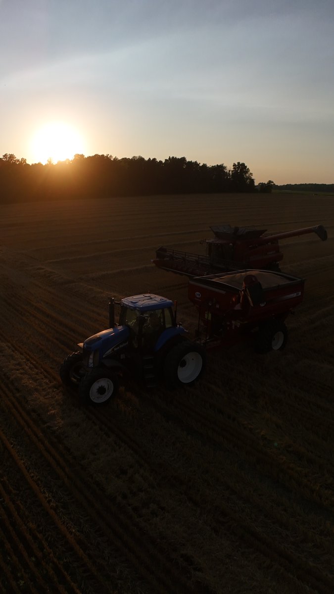 seedgenetics's tweet image. Fantastic shots of AGI 114 wheat harvest by Kannon Jones in Greens Fork, IN!