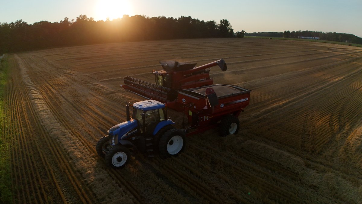 seedgenetics's tweet image. Fantastic shots of AGI 114 wheat harvest by Kannon Jones in Greens Fork, IN!