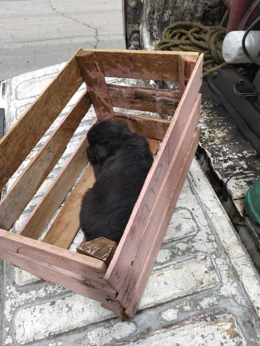 🐾 En un operativo conjunto en Héroes Sexta, rescatamos 5 cachorros nacidos en un terreno baldío 🌿

Vecinos los alimentaban para sobrevivir. Ahora están bajo resguardo de Bienestar Animal esperando una familia🐶

💚 ¡Adopta, no compres!

 #Tecámac #BienestarAnimal