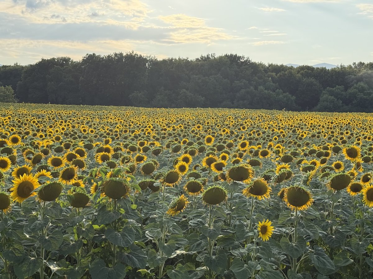 Beautiful sight 🌻