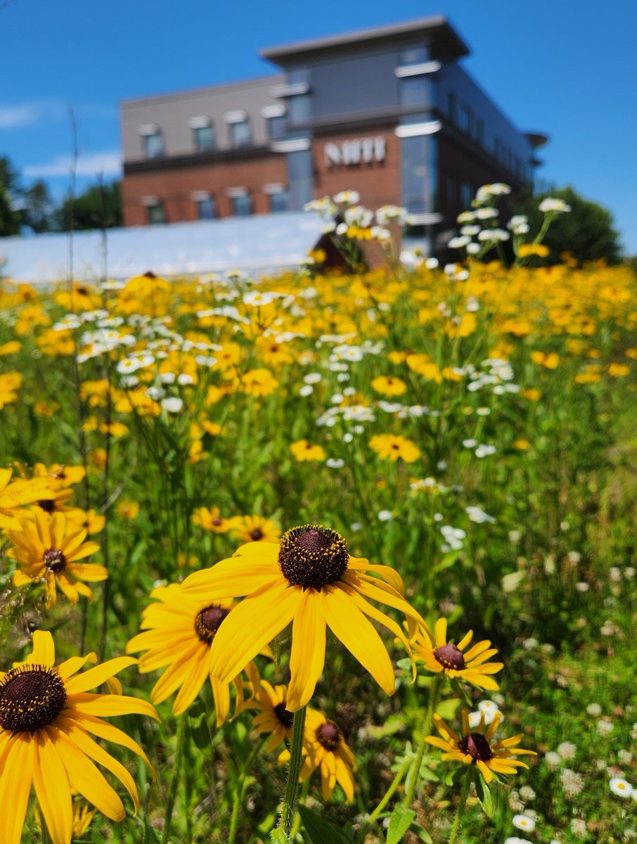 Our 240-acre campus doesn't just include academic buildings, dorms, and athletic fields. Our students enjoy wildflower fields, walking trails, a boat launch for the Merrimack River, and much more--all in the heart of #NH's bustling #capitalcity. #choosecommunity #youbelonghere