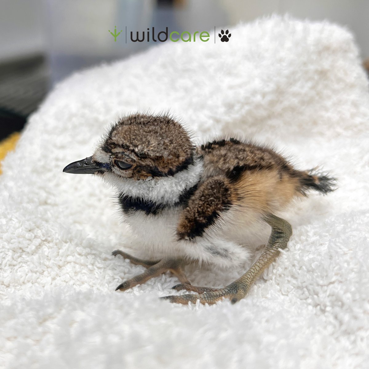 WildCare's tweet image. Ever seen a Killdeer chick? These fuzzy babies are often accidentally rescued—they’re precocial, meaning they hatch ready to run, but still rely on nearby parents until they can fly.

Not sure if a wild baby needs help? Call WildCare at 415-456-SAVE! 🐥 #WildlifeRescue #BirdNerd