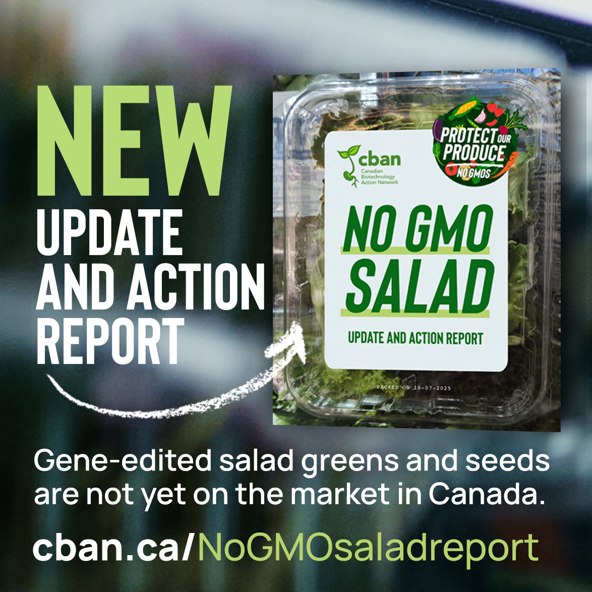 biotechaction's tweet image. Our new report confirms gene-edited #GMO fruits & veg are not yet on the market in Canada. There is #NoGMOsalad sold yet. Check the findings of our investigation into Bayer's gene-edited greens & the status of salad company non-GMO commitments: cban.ca/NoGMOsaladrepo…. #labelGMOs