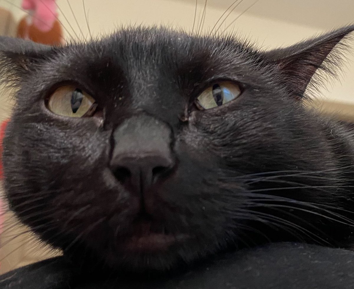 Lexevn's tweet image. my sweet babyyy, SHES SO GOOFY LOOKING I LOVE HER