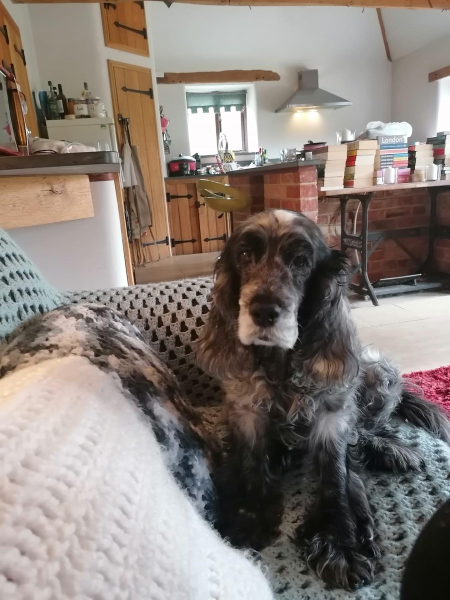 Claire L Meadows MA 🖋️ tweet media