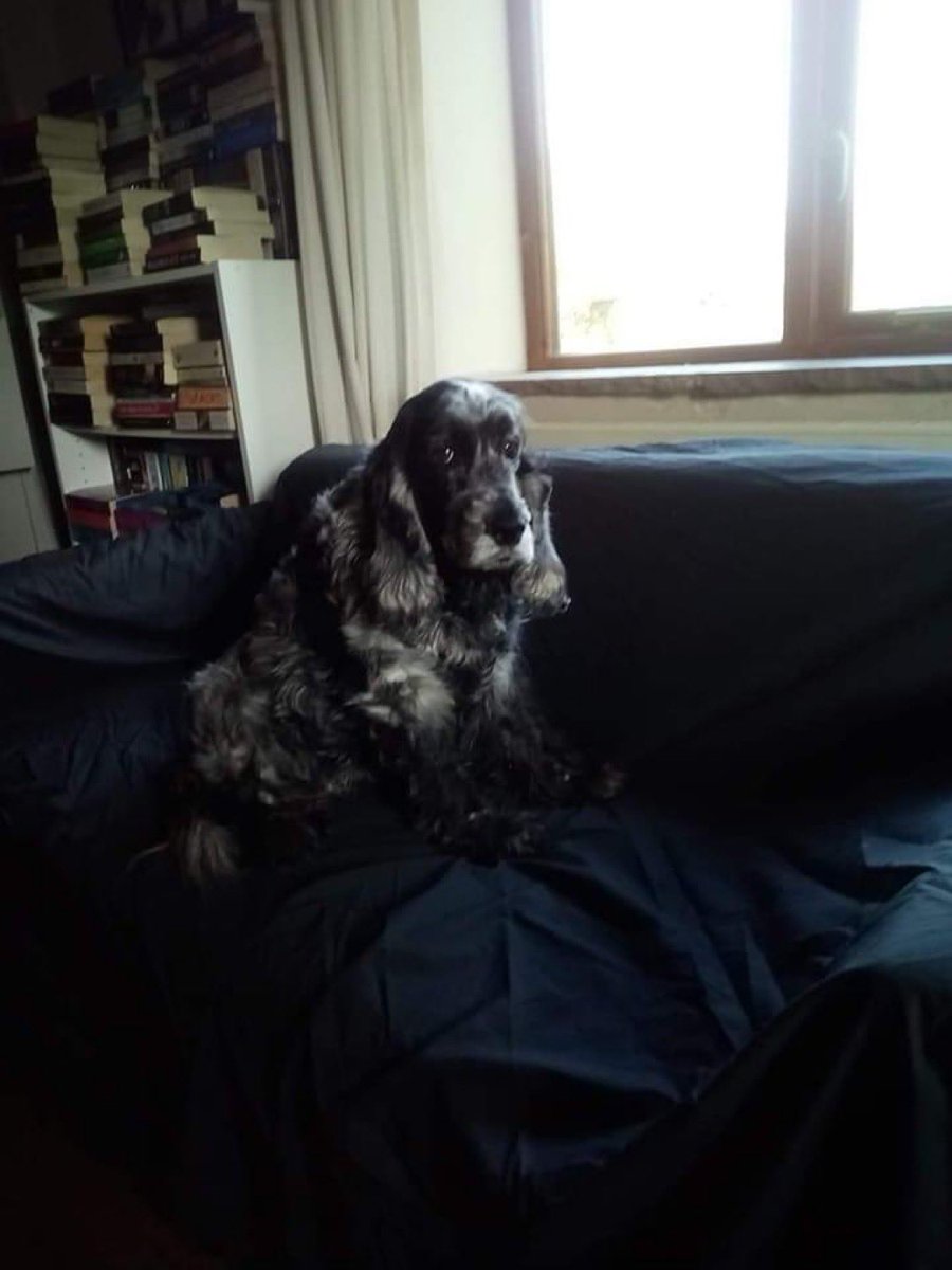 Claire L Meadows MA 🖋️ tweet media