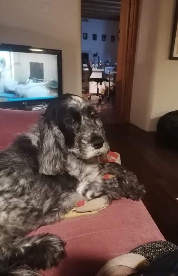 Claire L Meadows MA 🖋️ tweet media