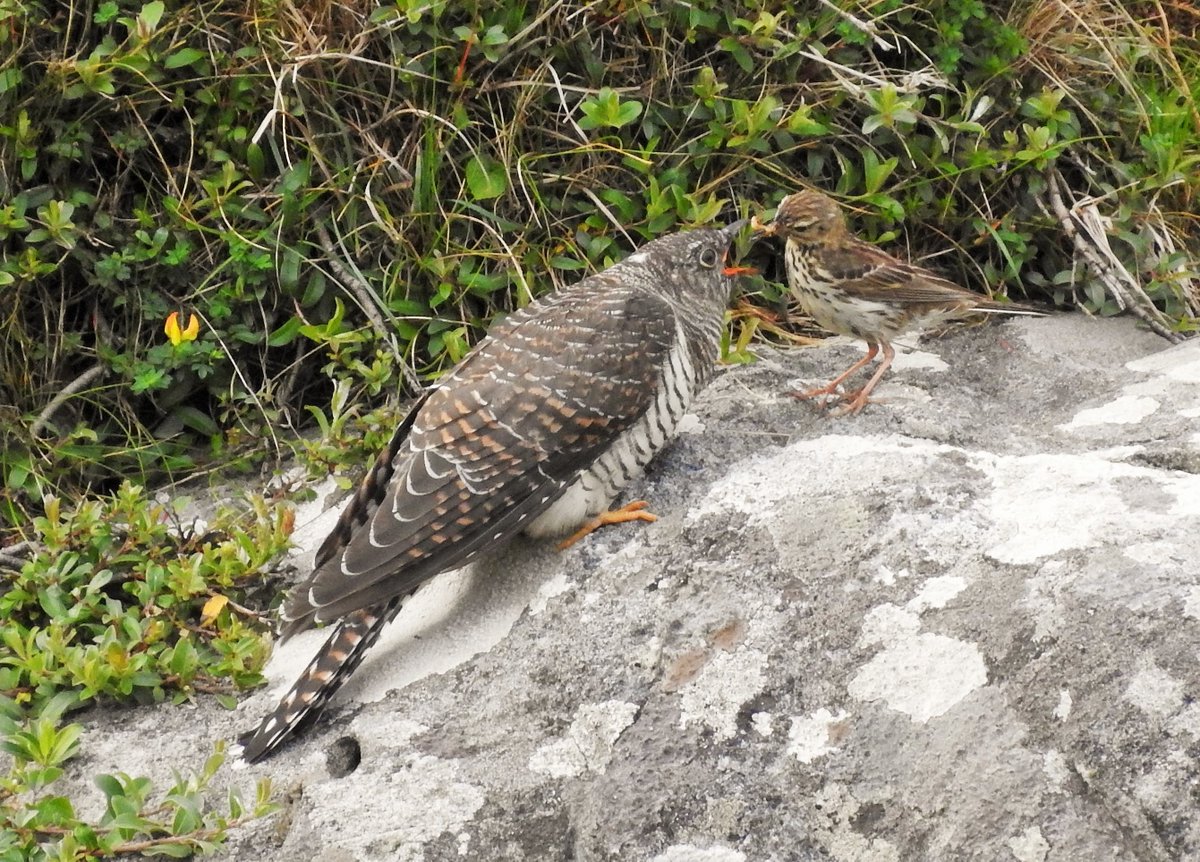 Another young Cuckoo keeping the Meadow Pipits busy behind our house today. It looks like Cuckoos have had a good breeding season on Barra.
