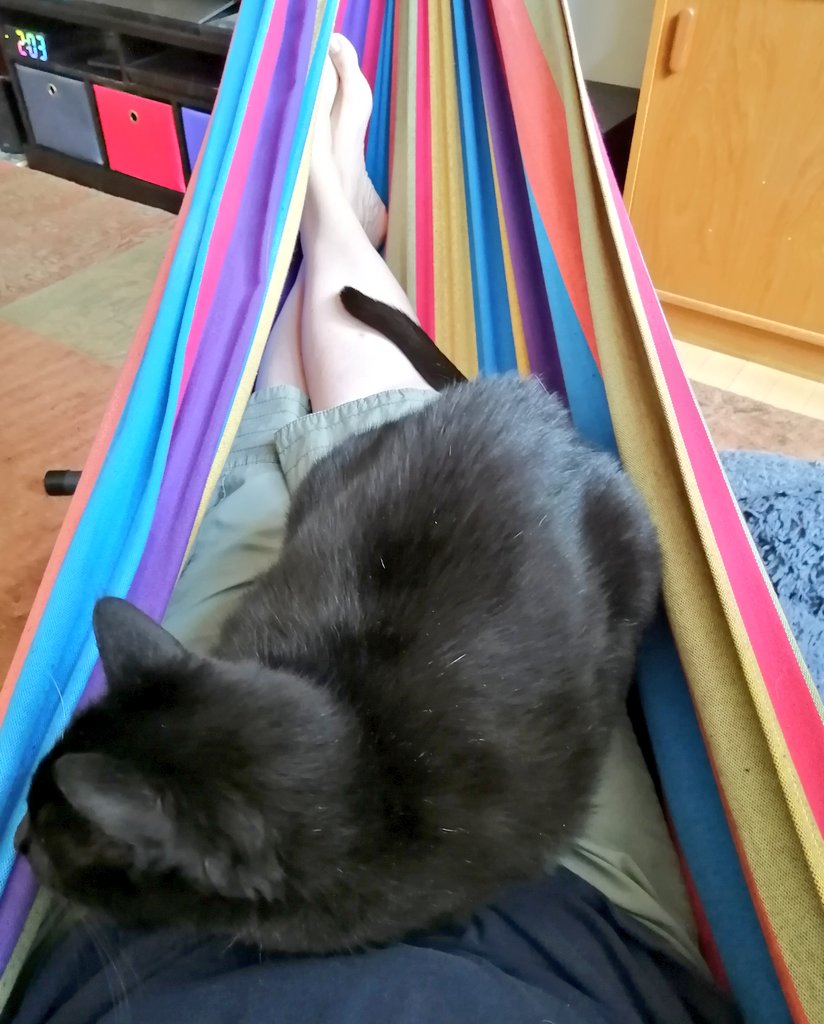 Cleo jumped up and joined me in the hammock. Yes, I have a hammock in the living room!