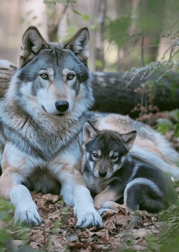 #beauty of #nature
#wildlifephotography
#animallover