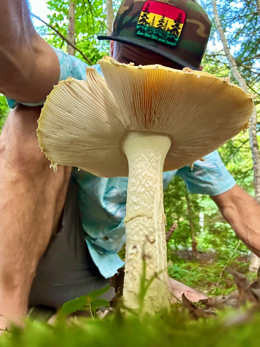 ikar0sc's tweet image. Actual footage of wild fungi playing in his native environment 🍄

#MushroomMonday