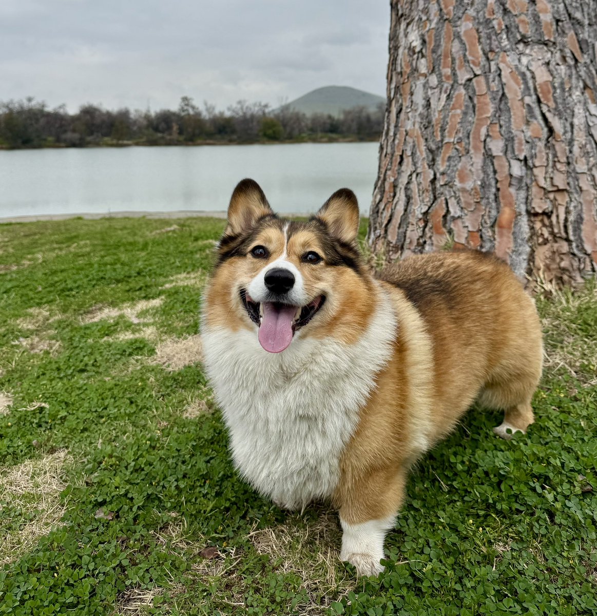 WinstonCorgiDog's tweet image. Happy Monday Corgi Dog Winston-Family!☀️🐶✌🏻 Hope You’re All Well and Having an Awesome Start to the Week!💕 Peace and Blessings💌❤️ #happy #Monday #Corgi #dog #family