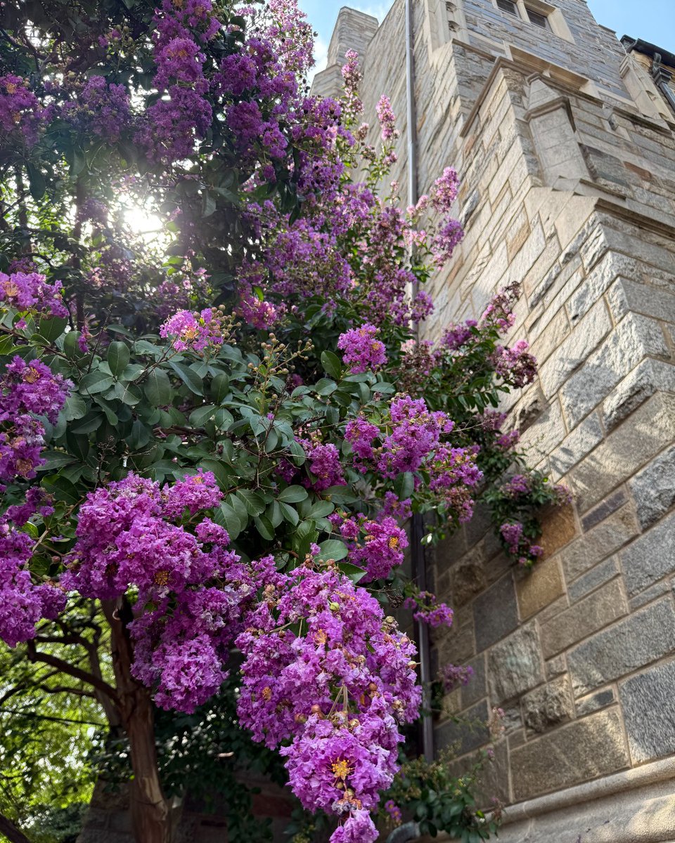Georgetown's tweet image. ☀️