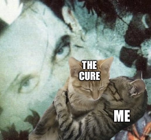 cat vibing music (@catdancingg) on Twitter photo 