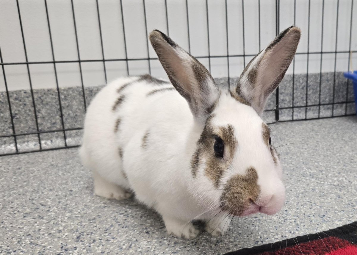 RabbitNetwork's tweet image. Chip was the runt of the litter, always about a third of the size of his siblings. All he needed was a little extra TLC to thrive! He loves being held and cuddled, and is a friendly #bunny once he knows you. 🐇 Come meet him!: wagtopia.com/search/pet?id=… #adopt