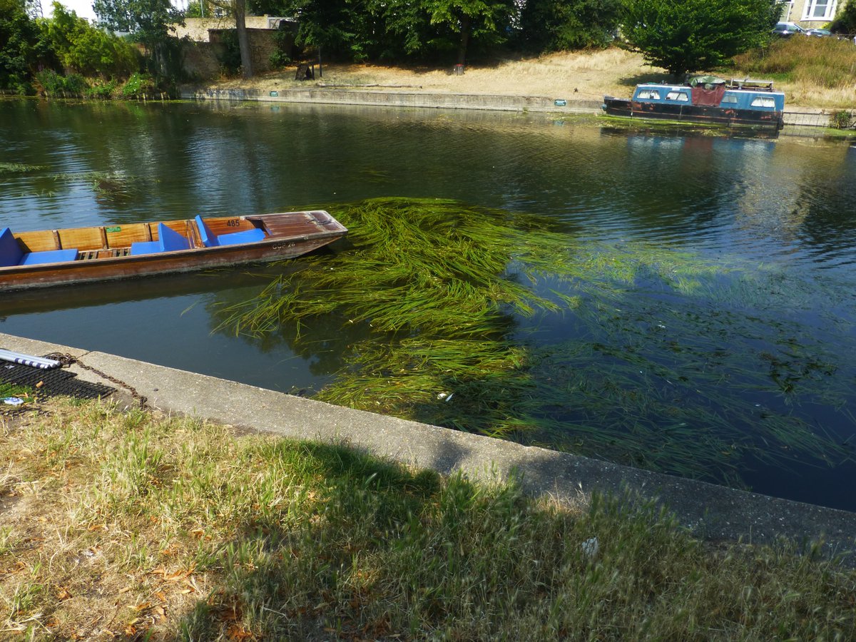 A few photos of the River Cam today near Jesus Green in Cambridge.