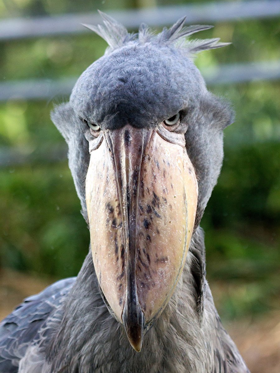 ShoebillsTDS's tweet photo. It’s a Monday.

Suffer. https://t.co/nI79lh1hOD
