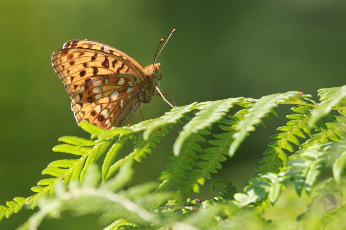 Liam Andrews tweet media