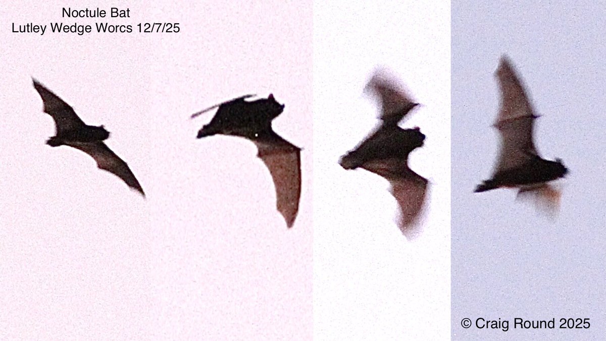 Craig Round (@craig_round) on Twitter photo Lutley Wedge Worcs 12/7
As the last of the evenings Swifts skimmed low over the treetops at dusk, this superb Noctule Bat flew over at Wassell Grove pools heading ESE. My first sighting of a Noctule on the patch!
<a href="/worcmammals/">Worcester Mammals</a> <a href="/WorcsBRC/">Worcestershire Biological Records Centre</a> #ukbats <a href="/_BCT_/">Bat Conservation Trust</a> <a href="/WorcsWT/">Worcs Wildlife Trust</a> Lutley Wedge Worcs 12/7
As the last of the evenings Swifts skimmed low over the treetops at dusk, this superb Noctule Bat flew over at Wassell Grove pools heading ESE. My first sighting of a Noctule on the patch!
<a href="/worcmammals/">Worcester Mammals</a> <a href="/WorcsBRC/">Worcestershire Biological Records Centre</a> #ukbats <a href="/_BCT_/">Bat Conservation Trust</a> <a href="/WorcsWT/">Worcs Wildlife Trust</a>