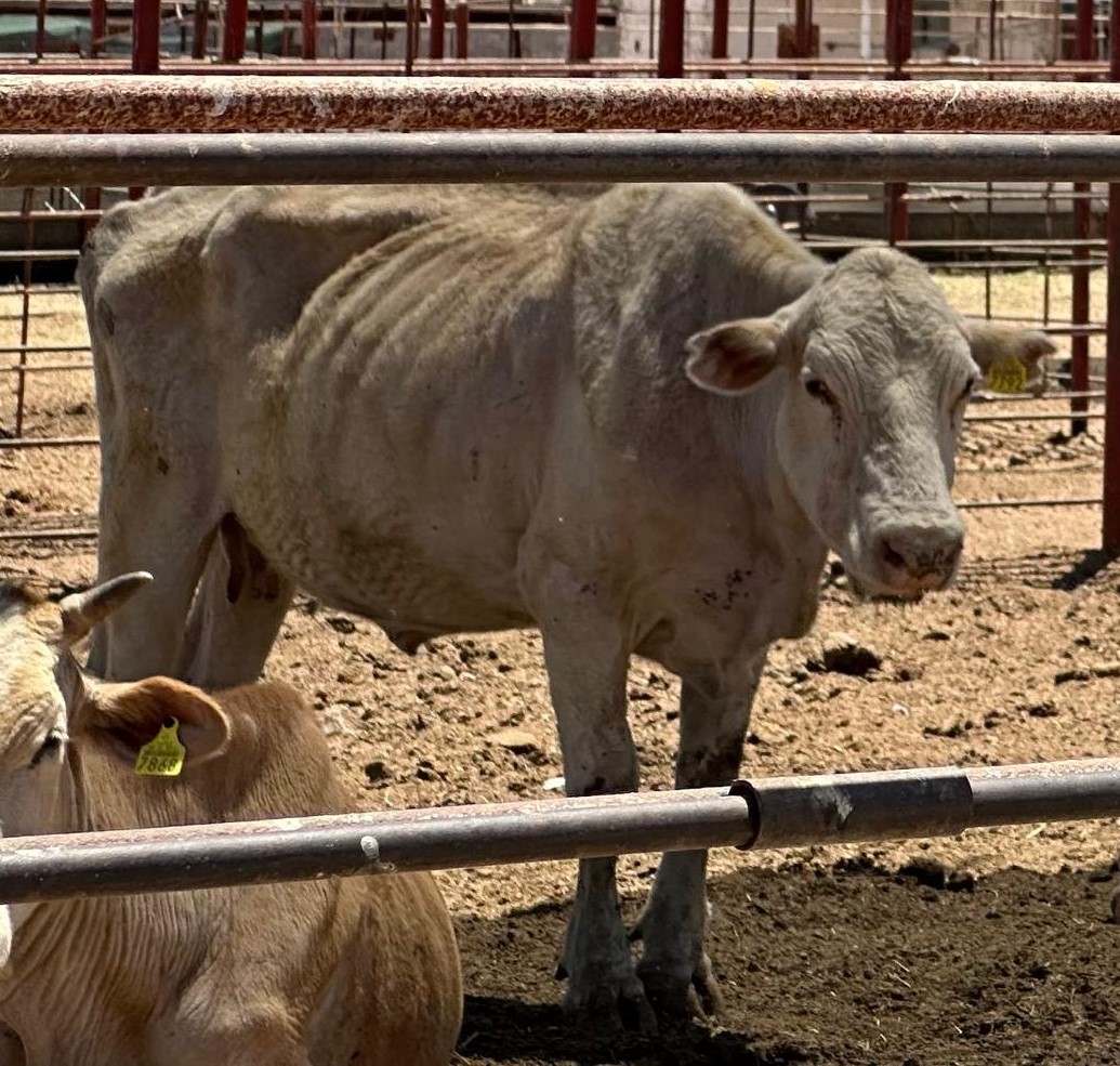 DESDE LA REAPARICIÓN DE GUSANO BARRENADOR DEL GANADO EN MÉXICO, DEBIÓ REINICIAR PRODUCCIÓN DE MOSCAS ESTÉRILES 
Escriben: Pascacio Taboada Cortina/Jorge Martínez Cedillo/FacetasdeMexico
magazinelife.com.mx/desde-la-reapa…