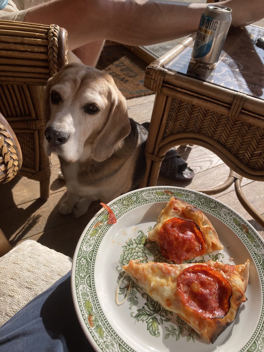 Guess what silly billy trod on a wasp on his walkies 😖 It was very ouchee but thankfully I’m not allergic. Mummy carried me quarter of a mile &amp; phoned daddy to take us home. Gave me antihistamine, checked with vet, all ok now. I’m sure tonight’s pizza would help my recovery 😋