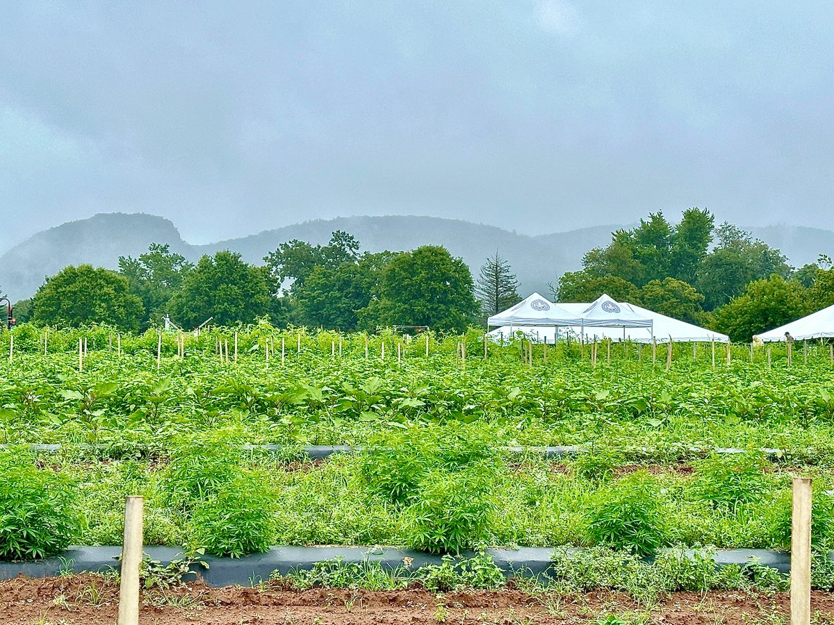 CT_CAES's tweet photo. Join us for The CAES's 115th Plant Science Day on August 6, 2025, at Lockwood Farm in Hamden, CT: celebrating the 150th Anniversary of the Station, est. in 1875! Free admission. Details and a program of events are on our website: https://t.co/sfBVmjC5zL
We hope to see you there! https://t.co/ZcRs8J6OpK