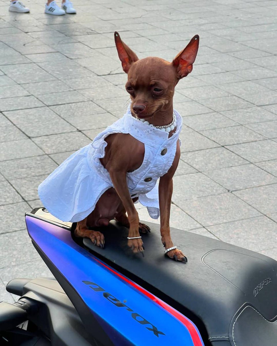 VitalisViVa's tweet image. 🐶🇺🇦 This true Odesa beauty sits on her “iron horse” with such a majestic air, as if she were a princess who has deigned to take a ride through the city. Her white dress flutters in the wind, her pearls glisten in the sun—pure aristocracy!