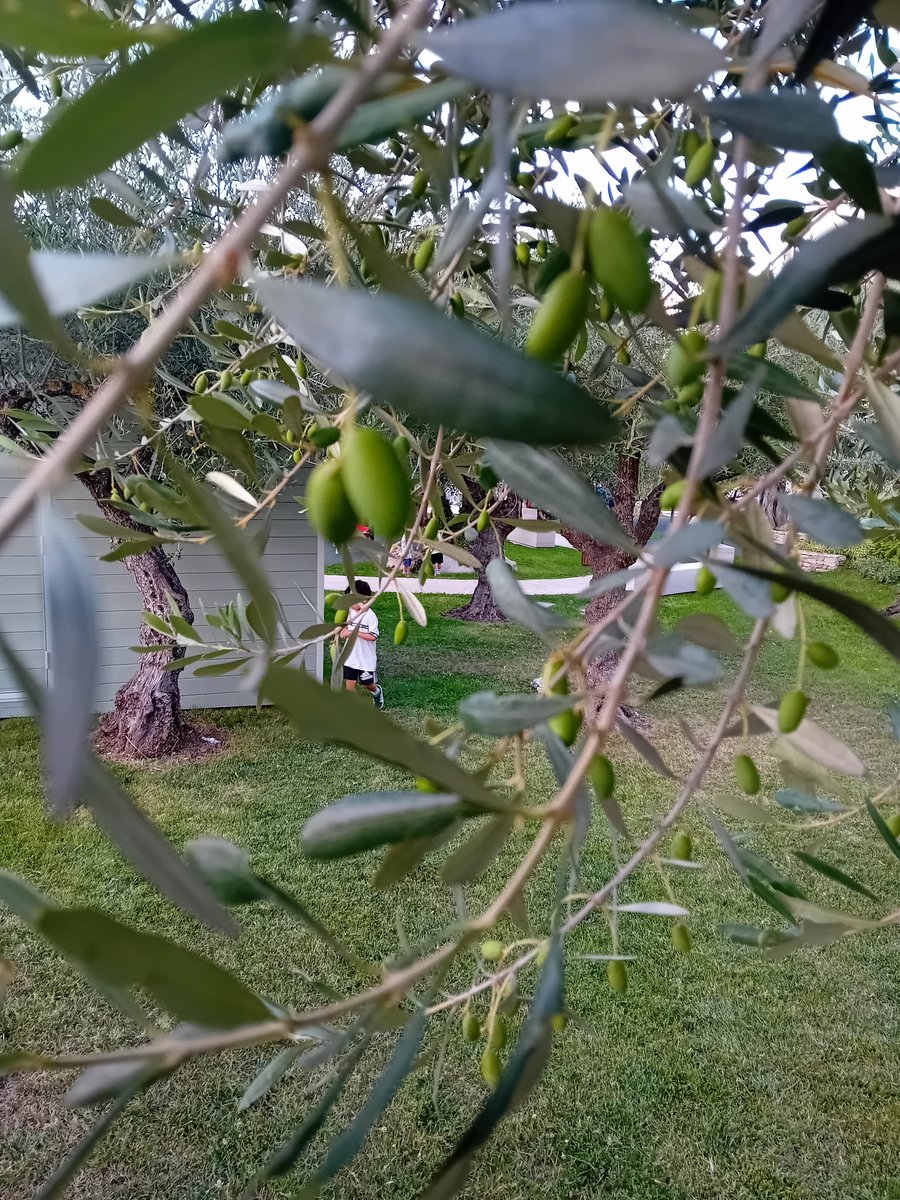 DCIRASOLE's tweet image. #NatureLovers
#OliveGrove
#CommunityPark
#GreenSpaces
#TakeCareOfOurPlanet
#RespectNature
#SustainableLiving
#UrbanOasis
#ParkLife
#ProjectOfThePeople