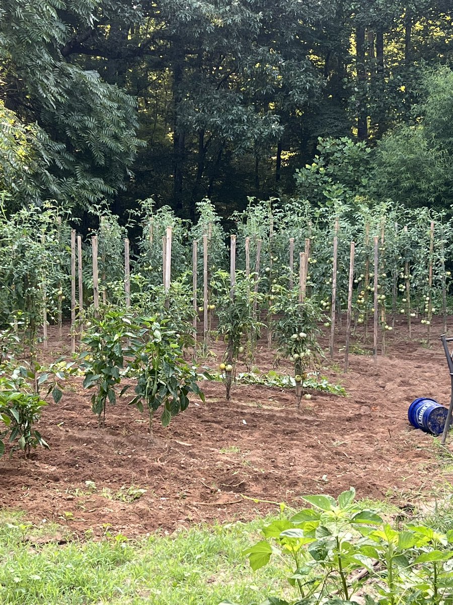 Tomato juice on the way