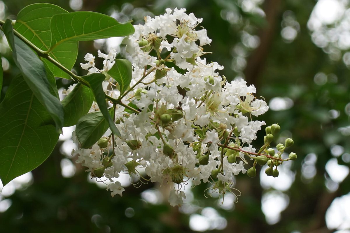 takecyanful's tweet image. 7/15 火曜日 ☔️ 24℃
🍀 おはようございます🍀
ーーーーーーーーーーーー
Good morning everyone
ーーーーーーーーーーーー
🍀🌸🍀