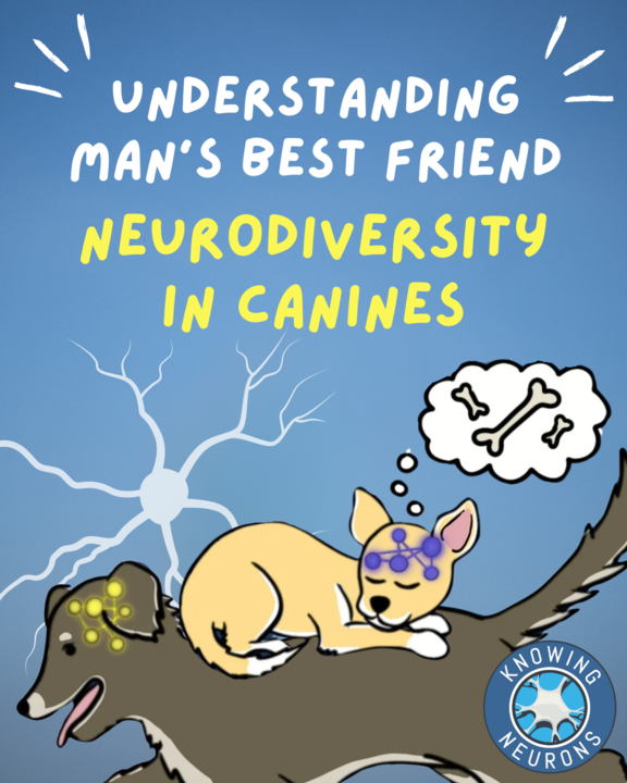 KnowingNeurons's tweet image. Can we better support and understand our canine companions through the lens of neurodivergence? 🐕🦺🐶🦮 Emerging research suggests some dogs may live with similar neurological conditions to humans, mischaracterized as poor behavior.
knowingneurons.com/neurodiversity…
