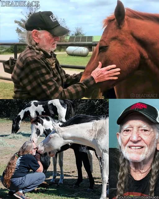 BRIARCLIFF, Texas – A world away from the stage, and with the steering wheel of his old pickup truck instead of a guitar in hand, Willie Nelson loves few things more than to go on a drive around his 700-acre chunk of the Texas Hill Country near here.