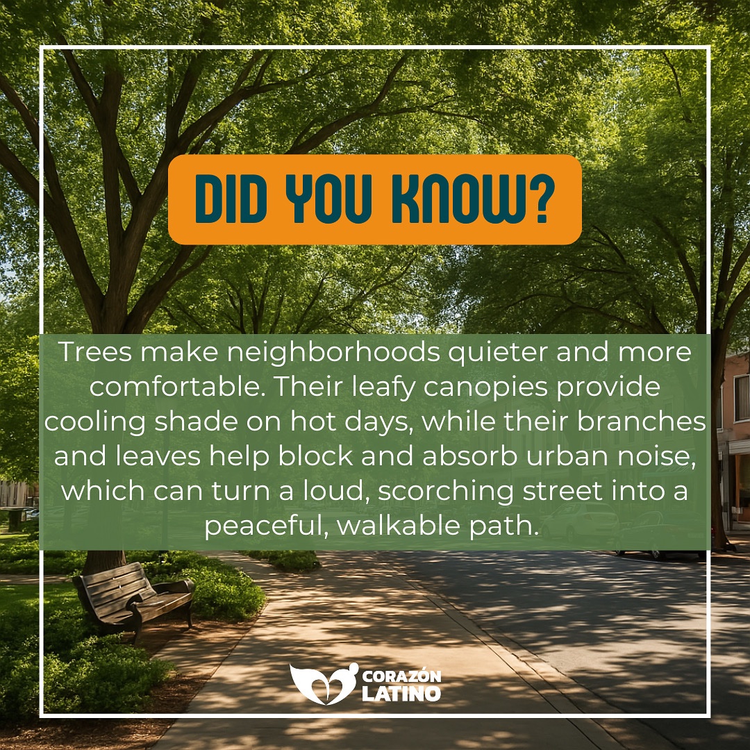 corazon_latin's tweet image. 🌳 Did you know?
Tree-lined streets are cooler, quieter, and way more walkable. 🌿
🧊 Shade from trees can lower temps by up to 10F.
🔇 Their leaves and branches reduce city noise, which can help turn loud streets into peaceful paths.
Next time you take a walk, thank #trees. 💚