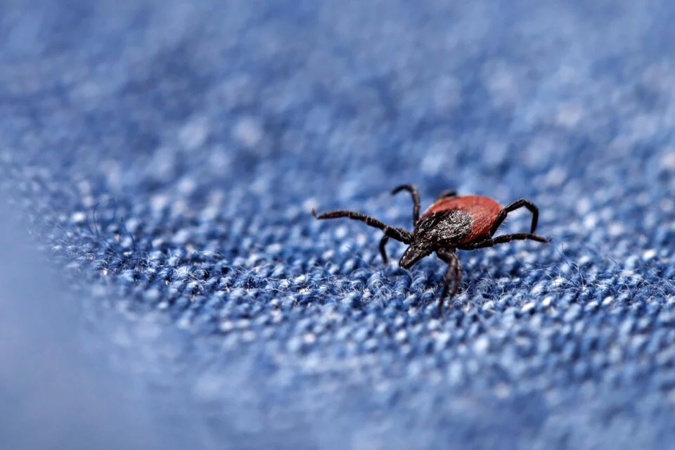 utmbhealth's tweet image. Curious about the rising tick problem? @Gizmodo spoke with our own Dr. Dennis Bente from @utmbhealth about why ticks are a growing concern and how we can protect ourselves. Discover the latest insights on tick prevention and future solutions. 🔬utmb.us/e86