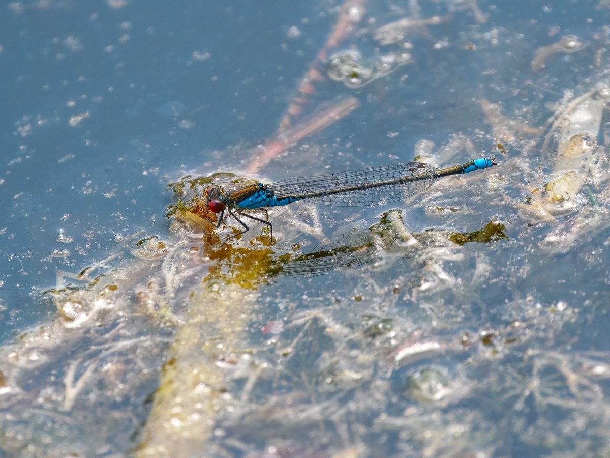 Elliott81758817's tweet image. Nice to see my first 10 Lesser Emperors of the year yesterday on Patch at Walthamstow Wetlands! Also Small Red eye, Lesser Whitethroat, probable 1st-summer Common Tern, Common Sandpiper, and more.
